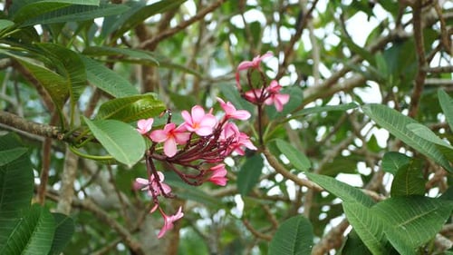 Pink Flowers Blooming on Tree Branch in Daylight