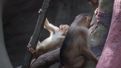 A Family of Chimpanzees on a Tree Playing Genus of the Hominid Family of Primates