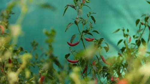 Red vented bul bul in mirchi plant .