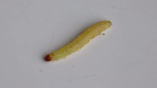 Yellow Worm Crawling on White Surface