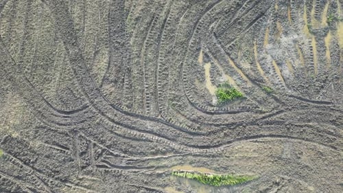 Aerial shot top down view harvested paddy field