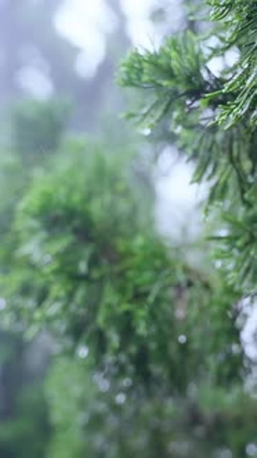 Raindrops on Green Tree Branch in a Forest