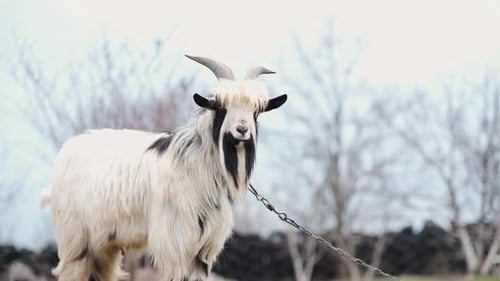 Nette Ziege mit Hörnern auf grüner Weide im Dorf Farm Field Countryside