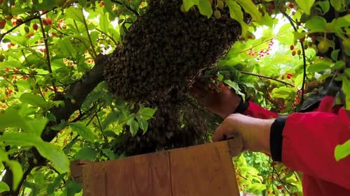 Beekeeper tending to honey bee swarm in tree