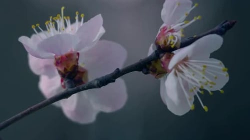 Cinematic View Of Cherry blossoms