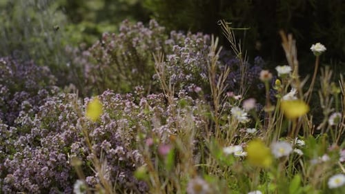 Watering The Beautiful Flowers And Plants In The Garden. - close up shot