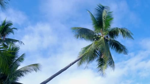 Tropical Palm Trees Swaying in the Breeze
