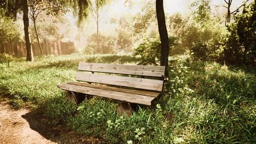 Bench in the Summer Park with Old Trees and Footpath