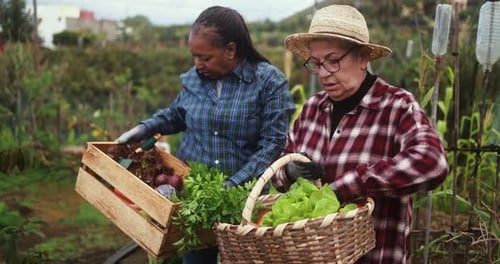 Senior multiracial women having fun together during harvest period in vegetables garden