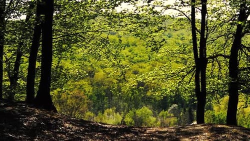 4K-Aufnahmen von Sonne, die im Frühling durch den grünen Wald scheint.