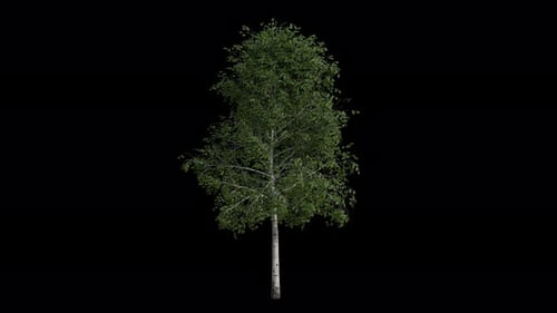 Silberne Birke, die sich in Windschleifenanimation mit Alpha-Kanal bewegt. Der Wind weht Europäische Weißbirke