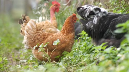 Hens Feeding on Traditional Rural Barnyard Close Up of Chicken on Barn Yard Free Range Poultry