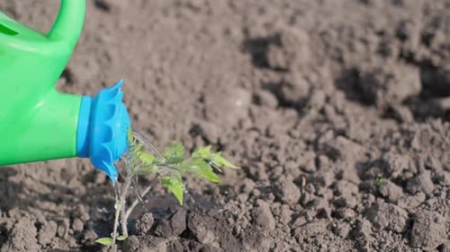 Watering Young Tomato Plant in the Garden