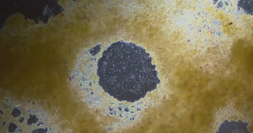 Slime mold plasmodium under microscope