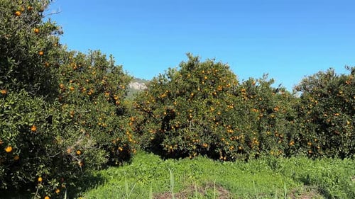 Fruit Garden with Orange Trees a Lot of Juicy Ripe Oranges Fruit Branches Ready for Harvest