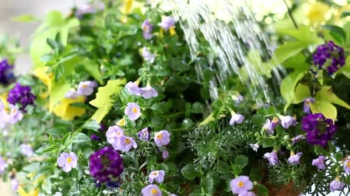 Watering Colorful Spring Flowers in Hanging Basket