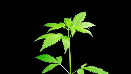 Marijuana Plant Growing