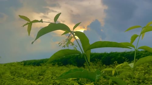 Plant Silhouette against Sunrise Sky