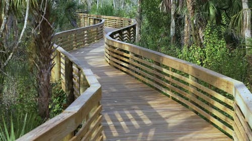Wooden Boardwalk Trail Pathway Through Wild Tropical Jungles Florida Nature with Dense Green