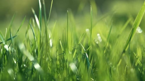 Einfacher Hintergrund: Grünes, frisches Gras, Rasen, natürliche Wiese, die vom Wind schwankt