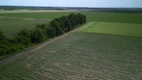 Green field aerial view in Ukraine