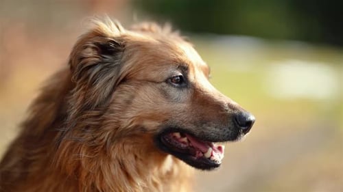 Dog Profile Portrait with Open Mouth Outdoors