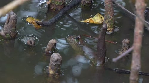 Close-up shot of a giant mudskipper (Periophthalmodon schlosseri) partially submerged in water among