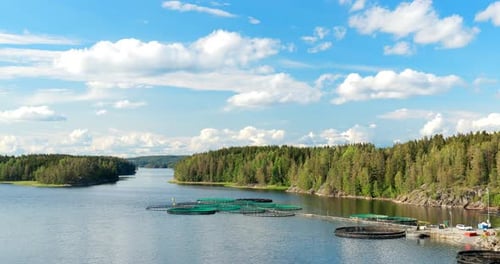 Fisheries Fish Farm In Summer Lake Or River In Beautiful Summer Sunny Day Fish Farm Salmon