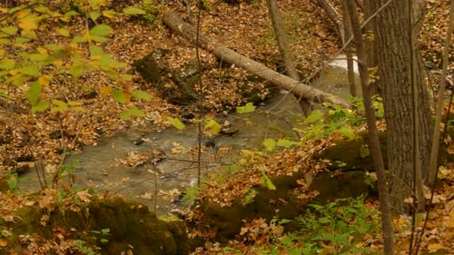 Blick auf den fließenden Bach, mit gelbem Laub bedeckter Wald, herbstliches Waldidyll