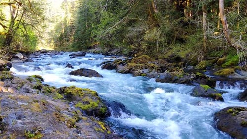 Rápidos en un río a través del bosque