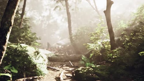 Early Morning Woodland View with Scattered Stones and Gentle Mist