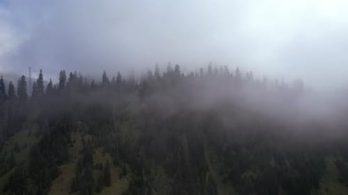 Foggy Spruce Forest In The Mountains