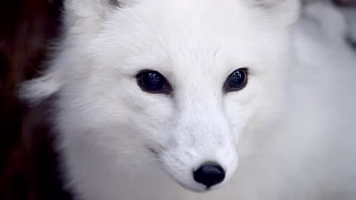 Endangered Arctic Fox in the Snow at a National Park Reserve During a Serene Winter Morning
