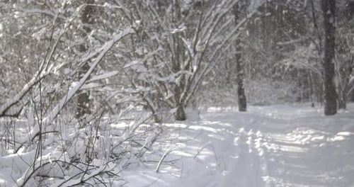 Snowy Winter Forest Landscape with Falling Snow