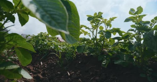 Growing Potatoes on Organic Farming Young Potato Seedlings
