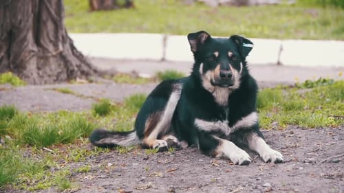 Stray Dog on the Street in the City Slow Motion