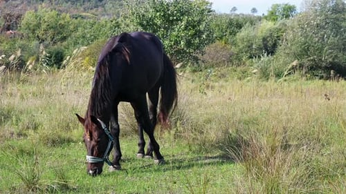 A Dark Brown Horse Walking Through Tall Grass in a Lush Green Field with Its Tail Swishing in the