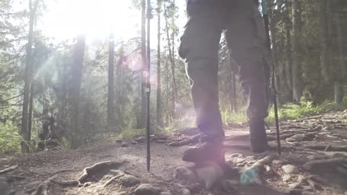 Hiker Walking Through a Forest on Mountain Trail