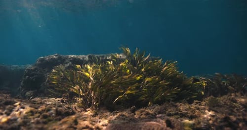 Underwater Ocean with Sun Rays and Algae or Sea Weed in Transparent Salty Water