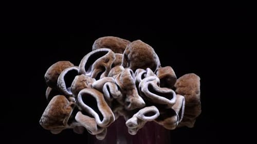 Magnified Cluster of Sponge Isolated on Black Background