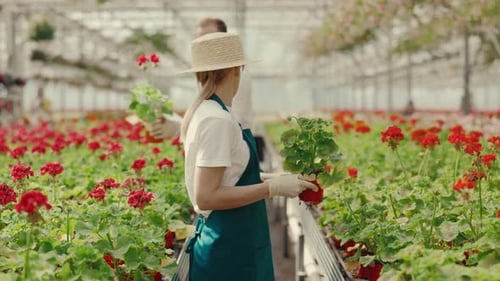 The Couple of Garden Workers are Working in a Row with Flowers