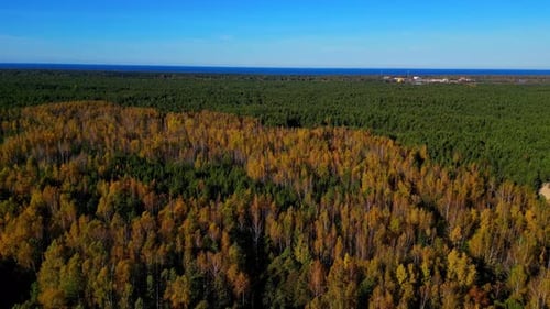 Luftrückflug über den farbenfrohen herbstlichen Birken- und Pinienwald mit blauem Meer am Horizont am