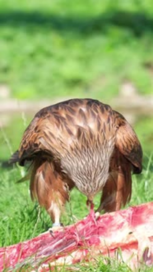A Big Brown Eagle Eats Fresh Meat Birds of Prey in the Wild Vertical Video