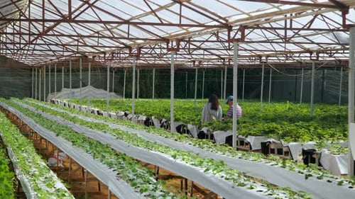 Älterer Besitzer einer Erdbeerfarm, Mann mit Arbeiterin, inspiziert das Wachstum von Pflanzen und Beeren im Gewächshaus