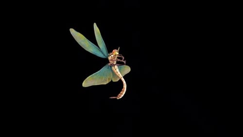 Realistic 3D Flying Dragonfly Animation with Alpha Channel
