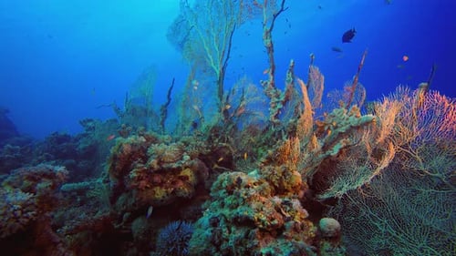 Reef Coral Garden Underwater Life