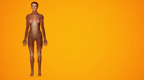Female Human Anatomy Reveal 3D Medical Animation
