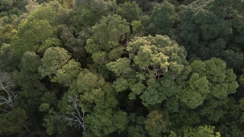 Aerial shot of tropical lush dense rain forest canopy