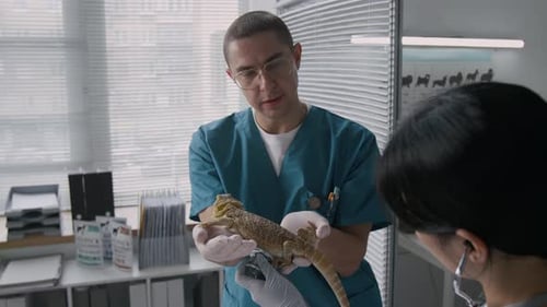 Veterinarians Examining a Reptile in Office Setting