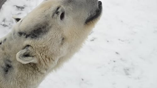 Eisbär spielt im Winter in der Arktis freudig im Neuschnee in der Nähe des gefrorenen Sees